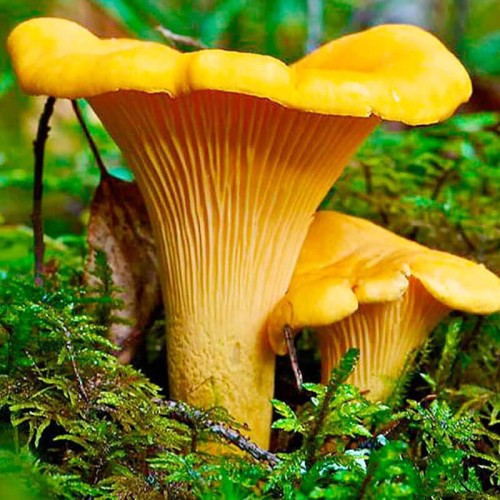 Grzybnia Kurka Pieprznik jadalny mikoryza XXL 100g