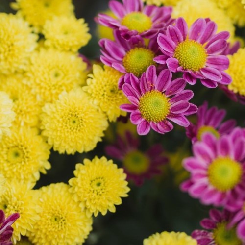 Aster chiński na kwiat cięty nasiona 1g