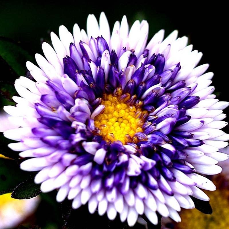 Aster Chiński liliput moonshine blue Moon nasiona 0,3g (1).jpg