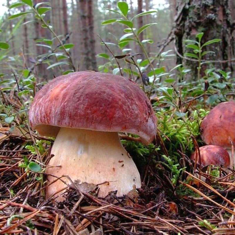 Borowik sosnowy grzybnia.jpeg