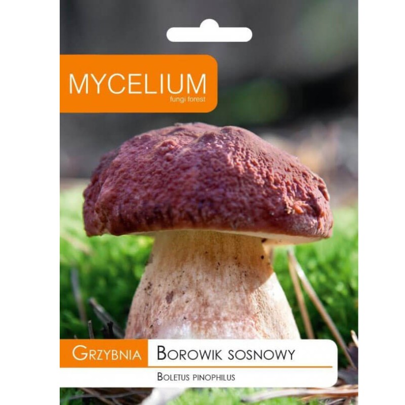 borowik sosnowy grzybnia opakowanie.jpeg