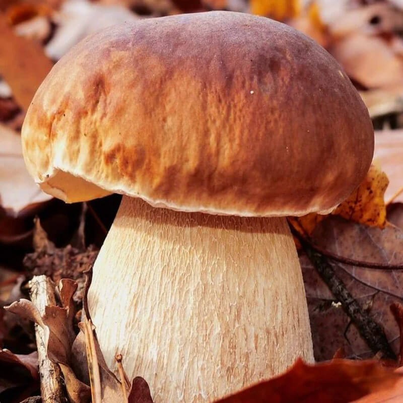 Borowki szlachetny grzybnia.jpeg