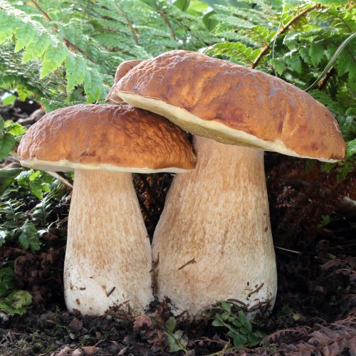 Grzybnia Borowik brzozowy ziarno 10g