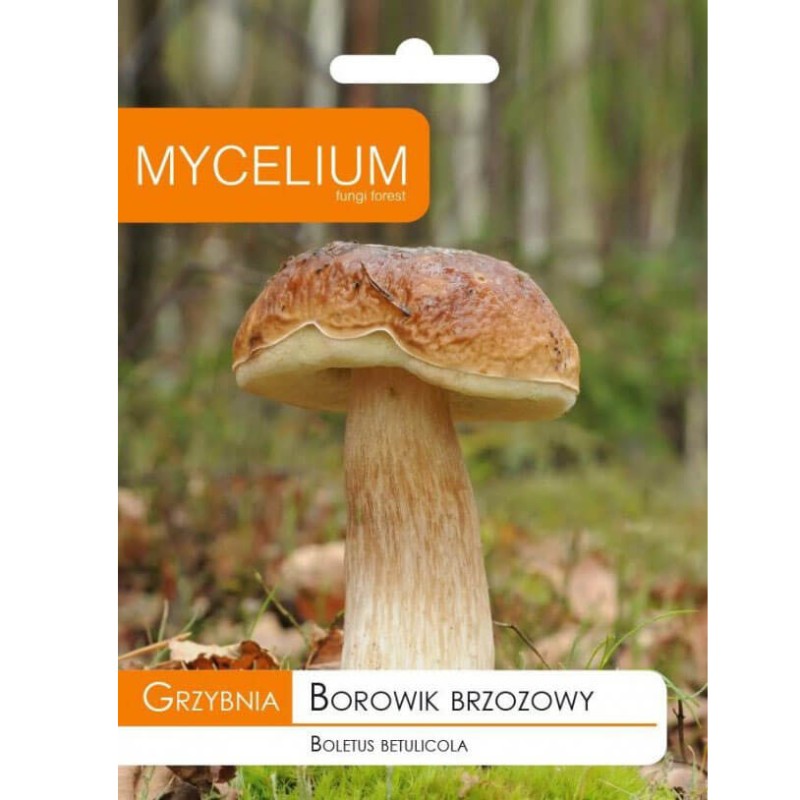 Borowik brzozowy grzybnia opakowanie.jpeg