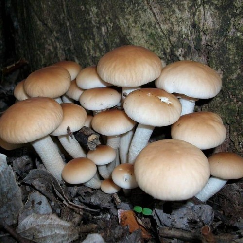 Polówka wiązkowa grzybnia kostka 3kg