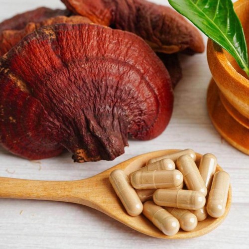 Reishi lakownica lśniąca grzybnia kosta 3kg