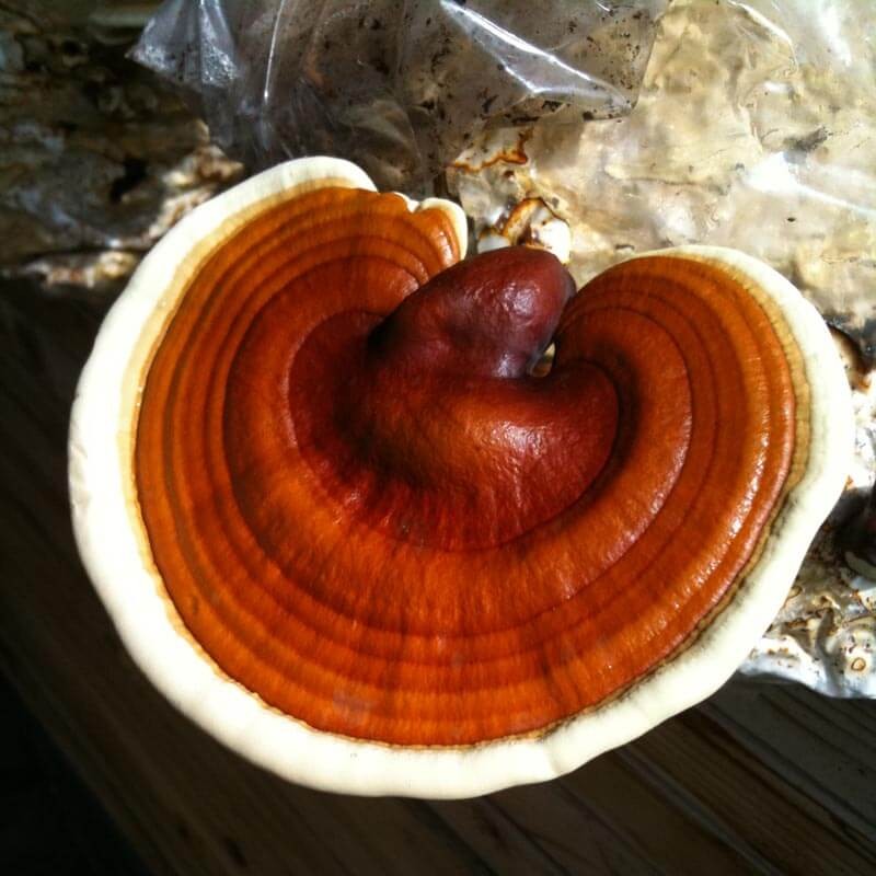 reishi uprawa z kostki.jpeg