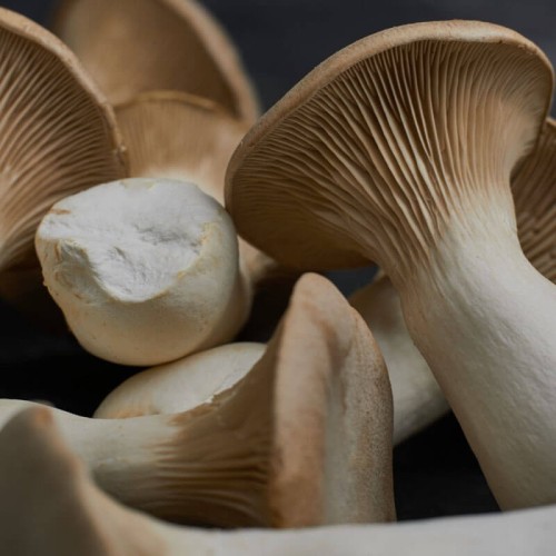 Boczniak mikołajkowy Eryngii grzybnia kostka 3kg