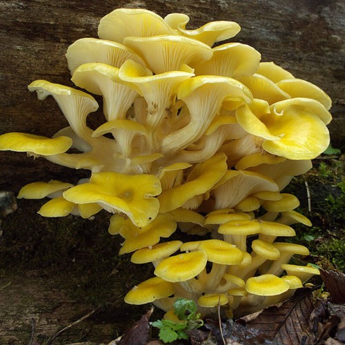 Boczniak cytrynowy grzybnia kostka 3kg