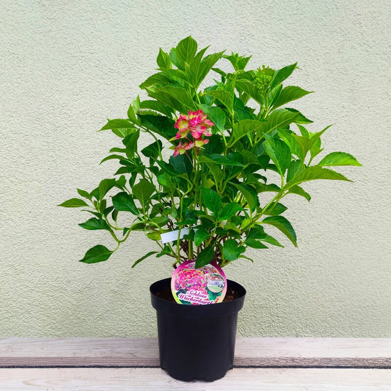 Hortensja ogrodowa Schloss Wackerbarth sadzonka cena