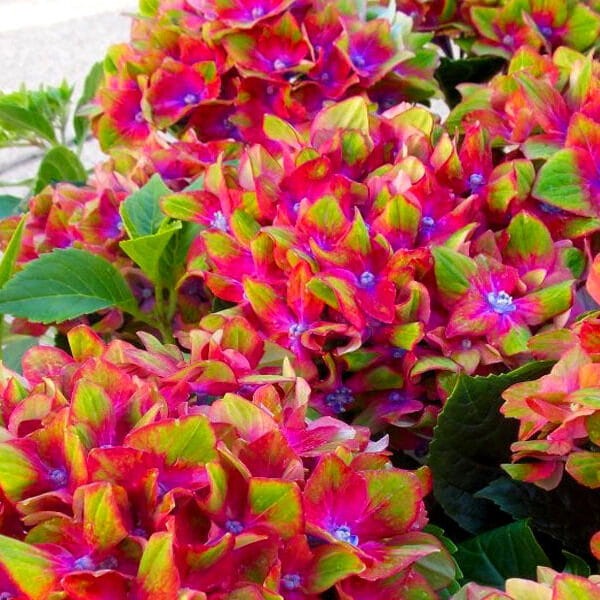 Hortensja ogrodowa Schloss Wackerbarth sadzonki sklep