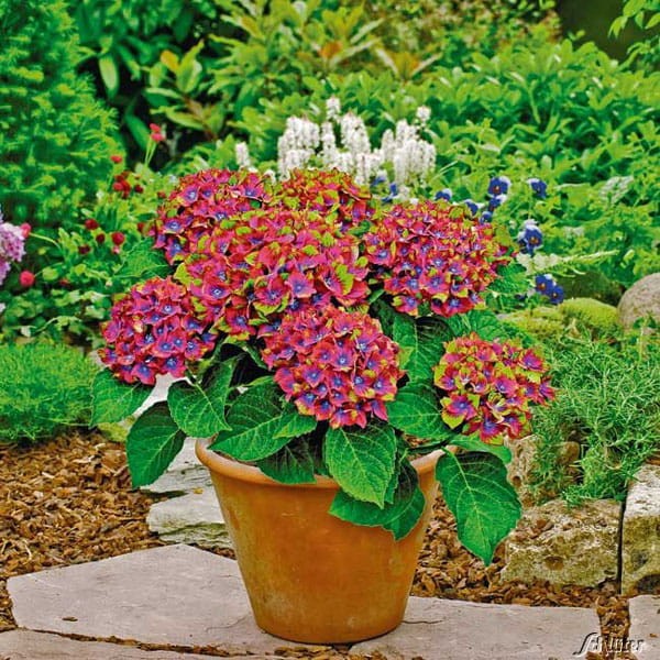 Hortensja ogrodowa Schloss Wackerbarth zimowanie