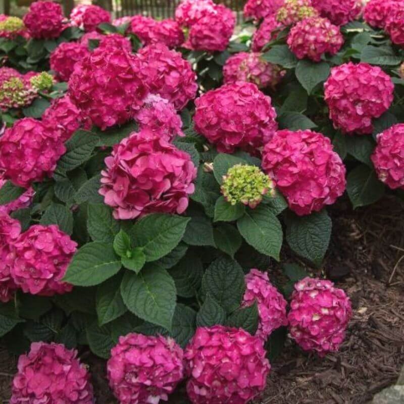 Hortensja ogrodowa Endless Summer love pielęgnacja