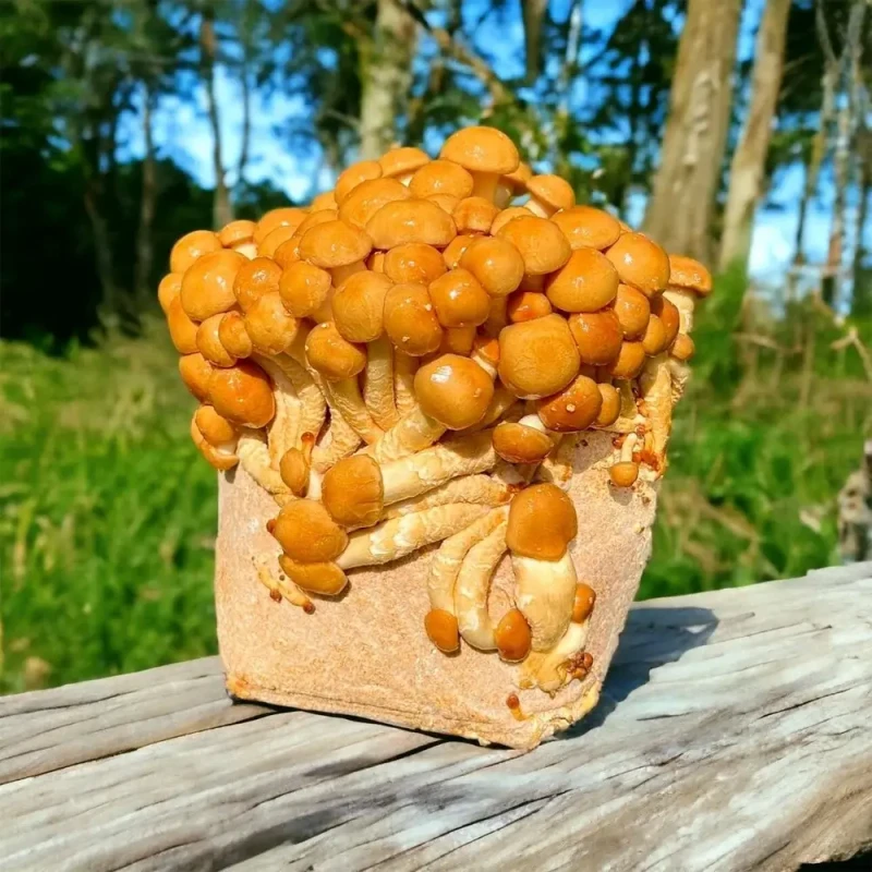 Łuskwiak nameko grzybnia kostka 3kg.webp