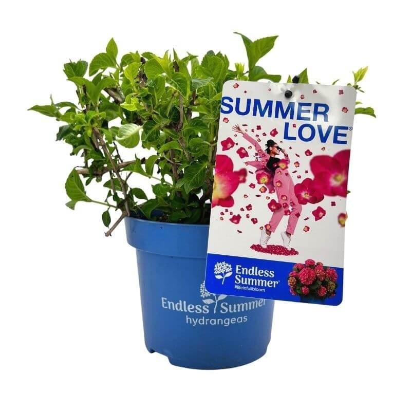Hortensja ogrodowa Endless Summer LOVE Sadzonka w dużej donicy