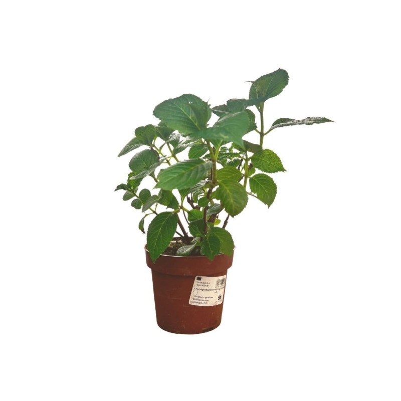 Hortensja ogrodowa Endless Summer® pop star sadzonka c1 cena