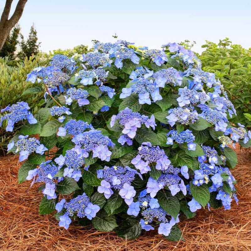 Hortensja ogrodowa Endless Summer® pop star Hydrangea macrophylla Sadzonka P12