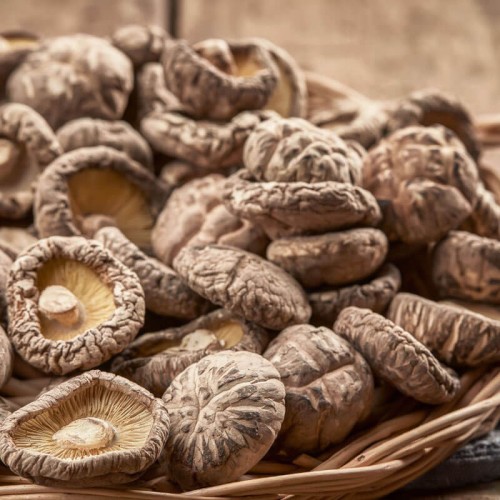 Shitake twardziak jadalny grzybnia kostka 3kg