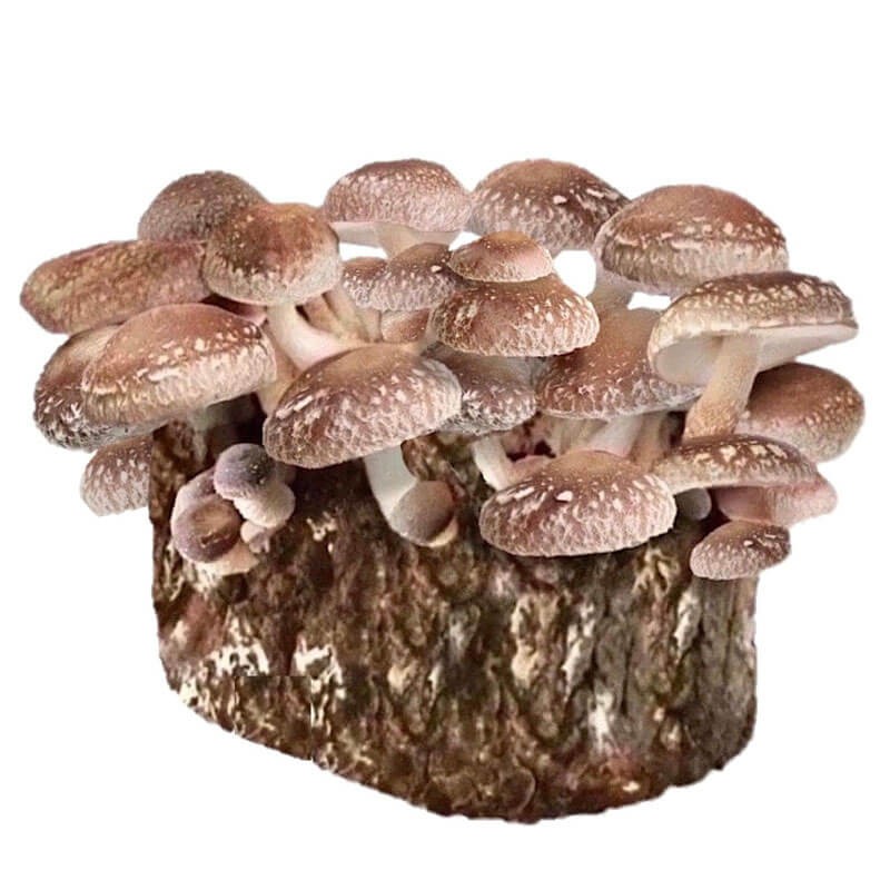 shitake uprawa grzybni w kostce.jpeg