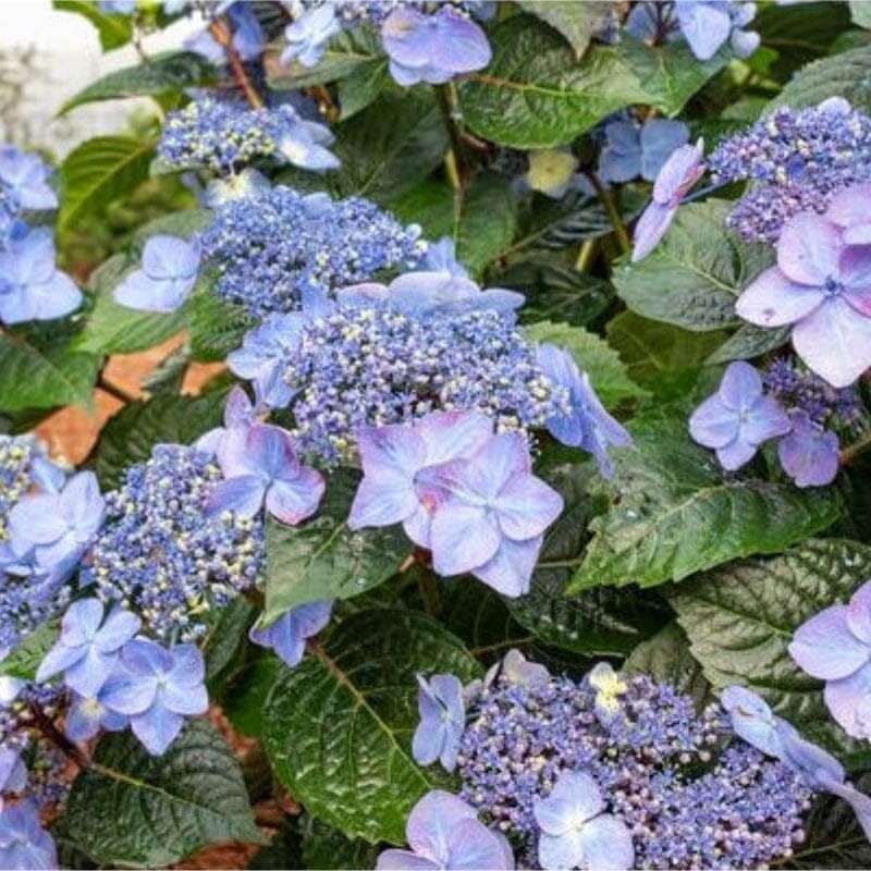 Hortensja ogrodowa Endless Summer® pop star Hydrangea macrophylla c5 jak zimuje