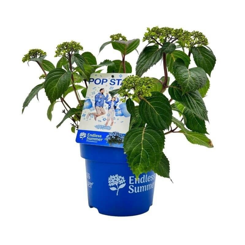 Hortensja endless summer pop star sadzonka c5.jpg