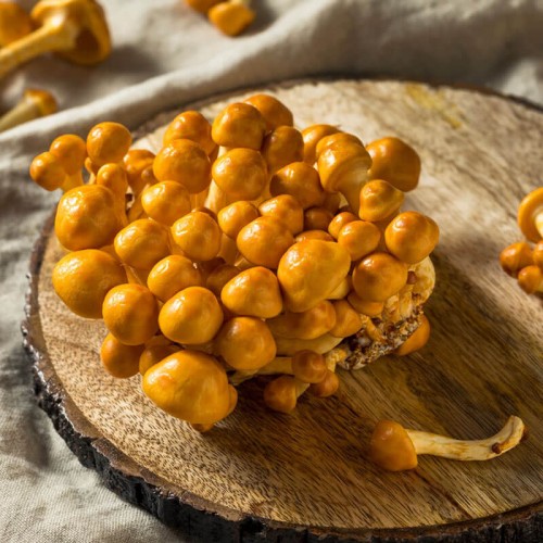 Łuskwiak Nameko grzybnia kostka 3kg