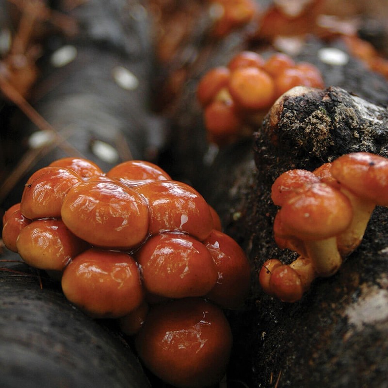 Łuskwiak nameko grzybnia na kołkach.jpg