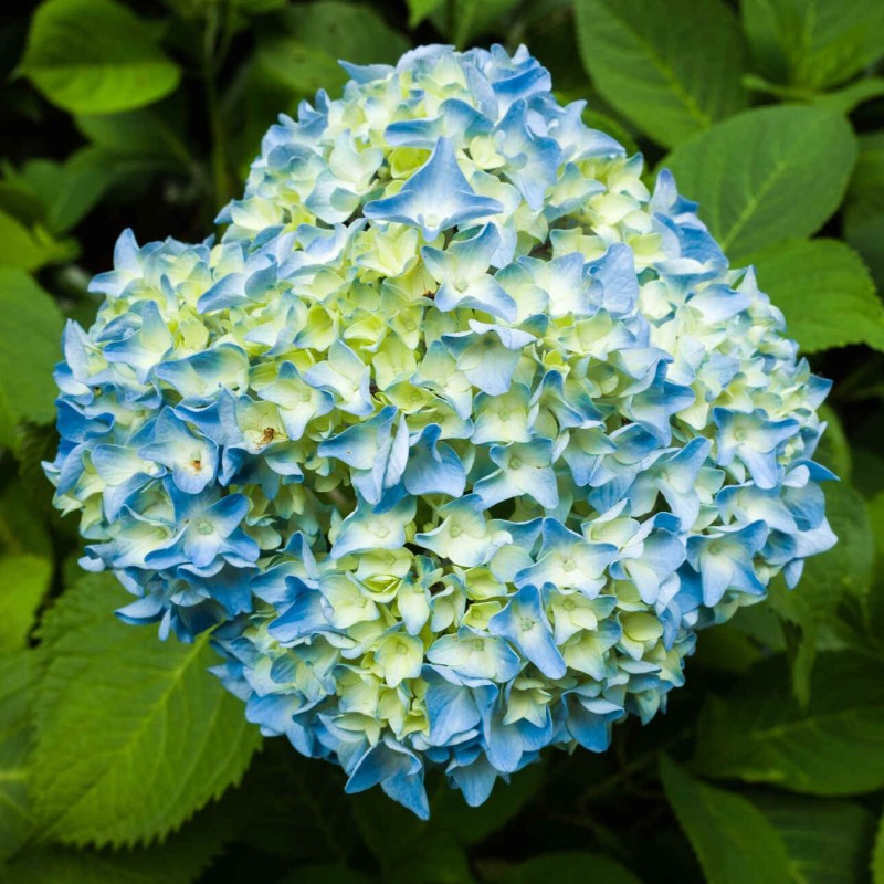Hortensja ogrodowa You and Me romance niebieska gdzie kupic
