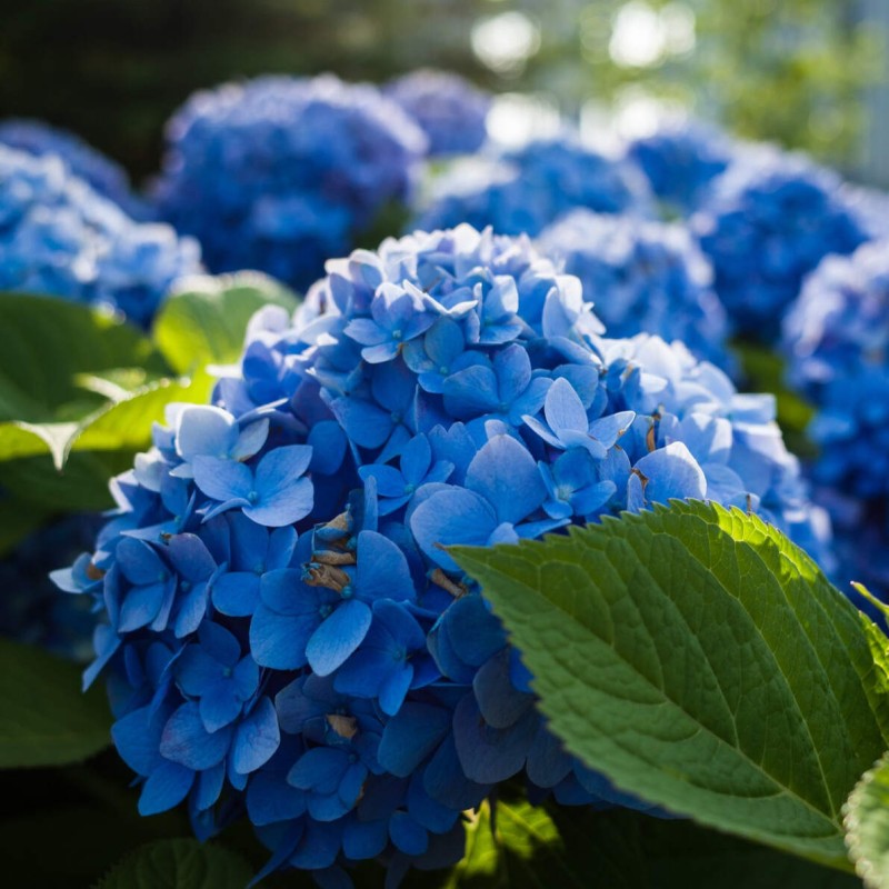 Hortensja ogrodowa You and Me romance jak kwitnie