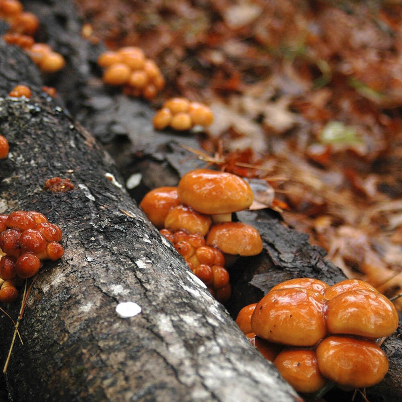 Nameko uprawa na pniu.jpg