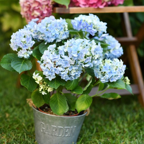 Hortensja ogrodowa You &amp; Me ROMANCE® BLUE sadzonka C3