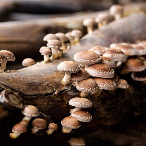 Shitake twardziak jadalny grzybnia na kołkach