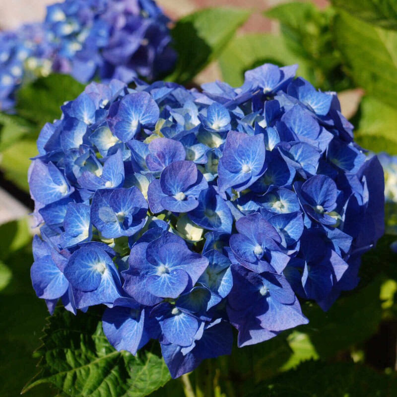 Hortensja ogrodowa Renate niebieska odmiana Hydrangea macrophylla