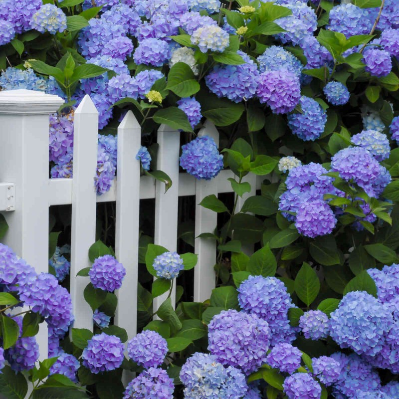 Hortensja ogrodowa nikko blue Hydrangea macrophylla sadzonki