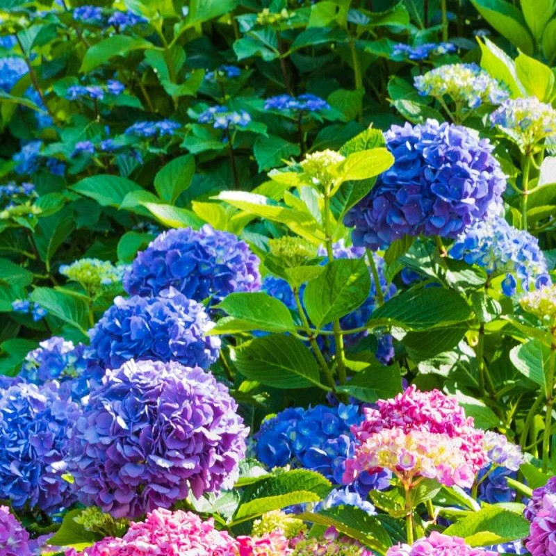 hortensja nikko blue co zrobić żeby była niebieska