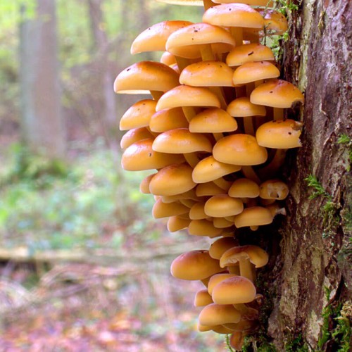 Zimówka aksamitnotrzonowa grzybnia na kołkach