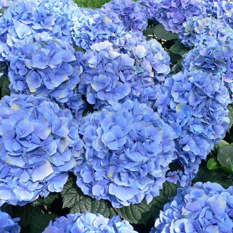 Hortensja ogrodowa Early Blue niebieska Hydrangea macrophylla Sadzonki