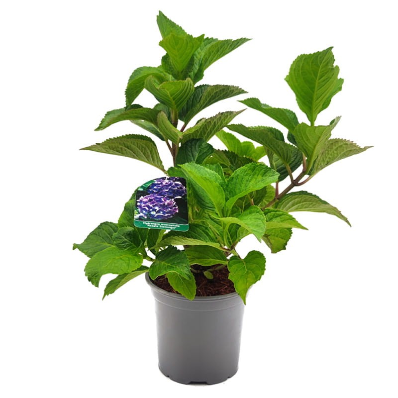 Hortensja ogrodowa Early Blue niebieska sadzonka cena