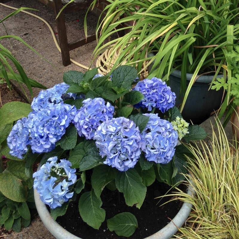 Hortensja ogrodowa Early Blue niebieska Hydrangea macrophylla  uprawa