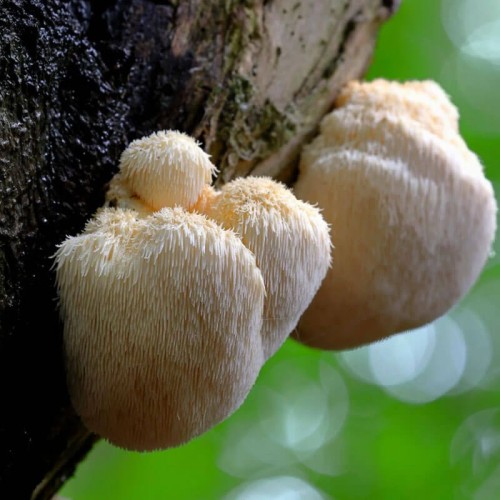 Soplówka jeżowata grzybnia na kołkach