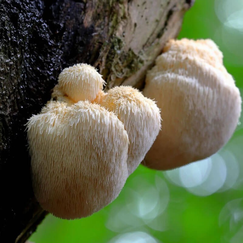 Soplówka jeżowata grzybnia na kołkach.jpeg