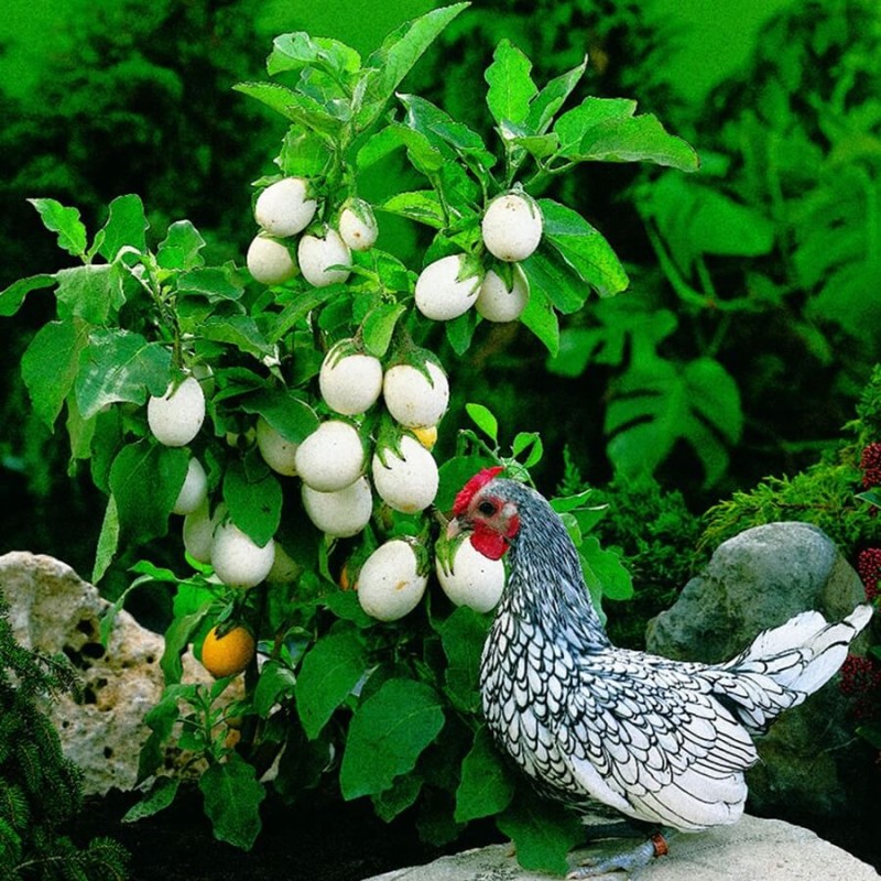 Oberżynka Golden Eggs (Solanum melongena) nasiona 0,1g (2).jpg
