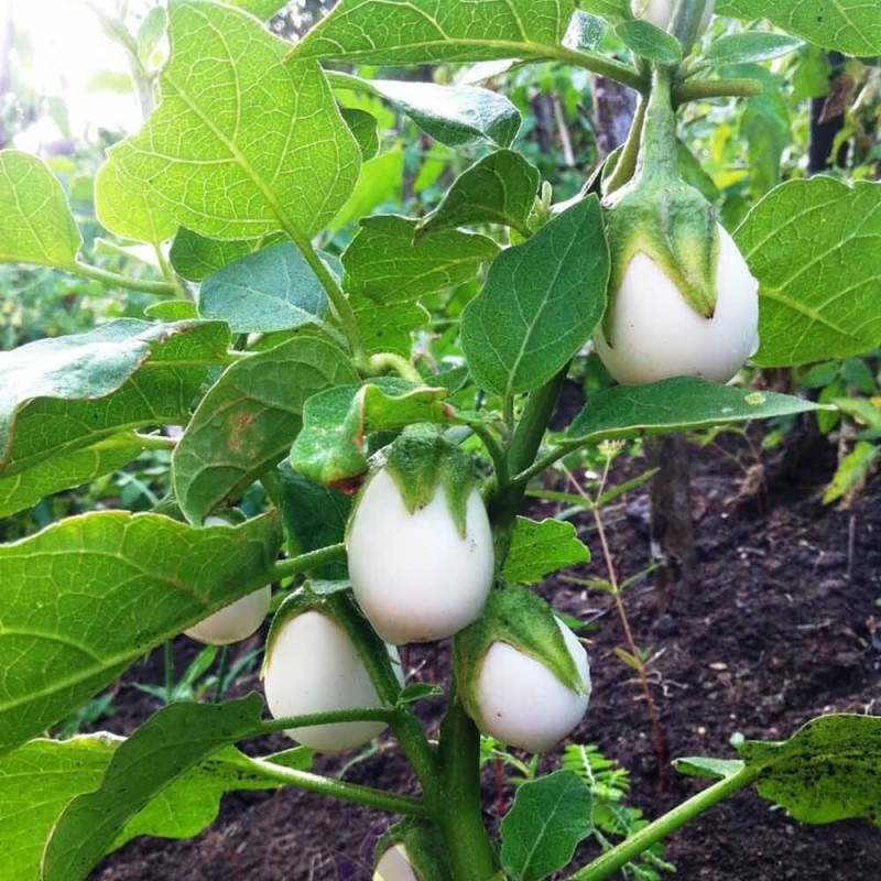 Oberżynka Golden Eggs (Solanum melongena) nasiona 0,1g (3).jpg