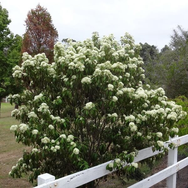 Mirt Cytrynowy (Backhousia citriodora) nasiona (2).jpg