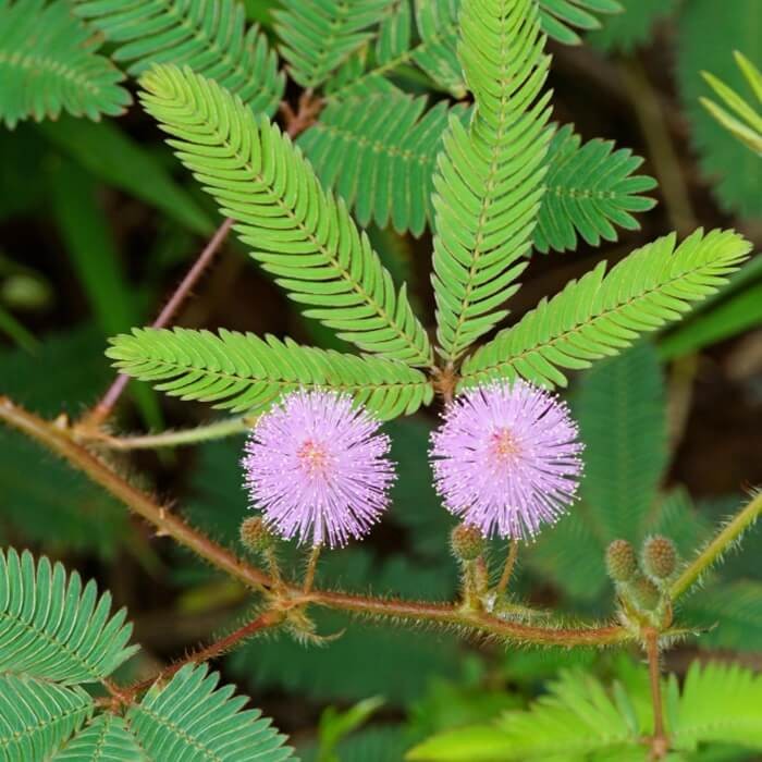 Mimoza Tańczący Kwiat (Mimosa) nasiona 0,2g (1).jpg