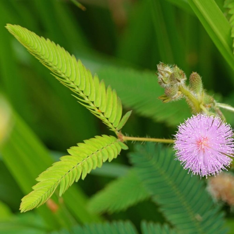 Mimoza Tańczący Kwiat (Mimosa) nasiona 0,2g (3).jpg