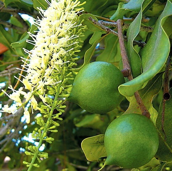Orzech Makadamia (Macadamia) nasiona (2).jpg