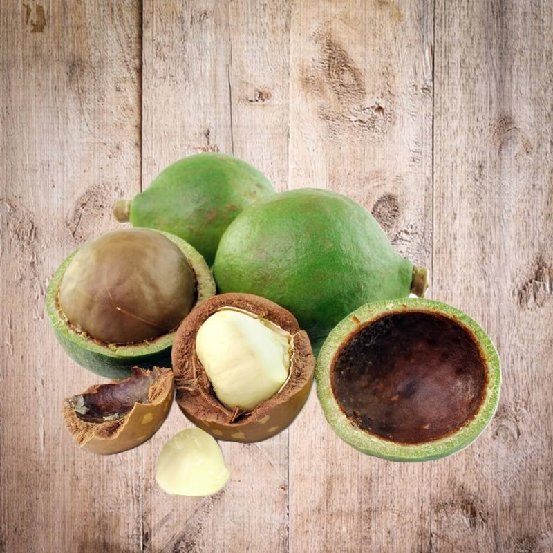 Orzech Makadamia (Macadamia) nasiona (4).jpg