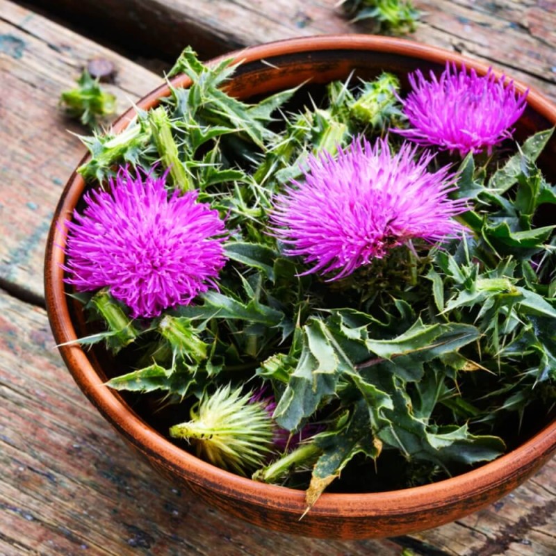 ostropest plamisty (Sylibum marianum) nasiona (2).jpg