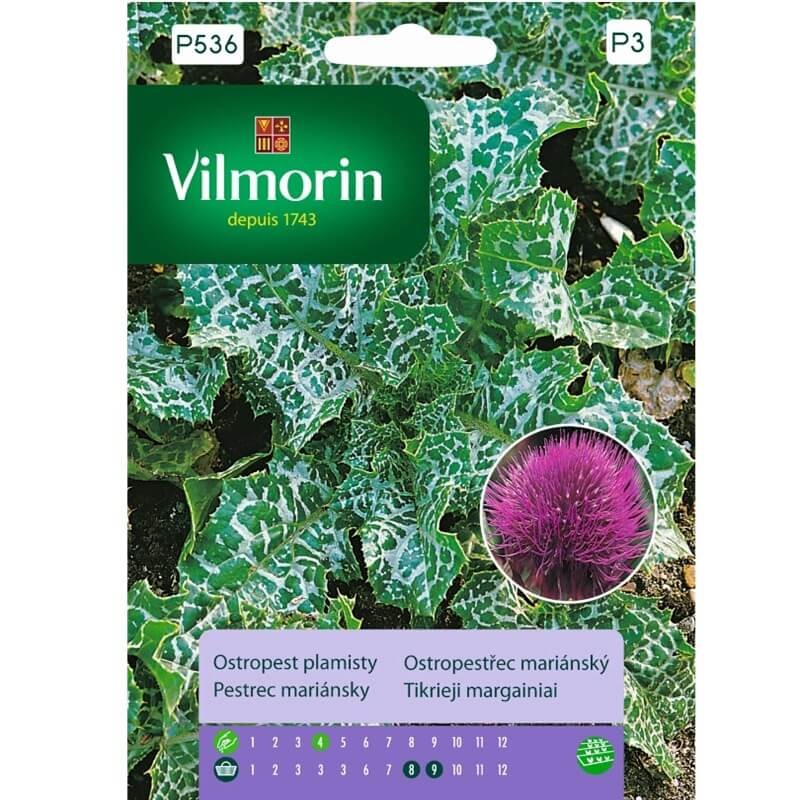 ostropest plamisty (Sylibum marianum) nasiona (1).jpg